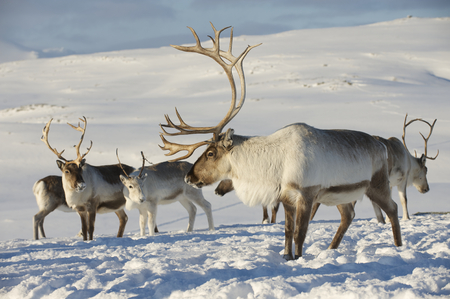 GPS Tracking Being Used to Keep Reindeer Safe - Live View GPS Tracking Blog