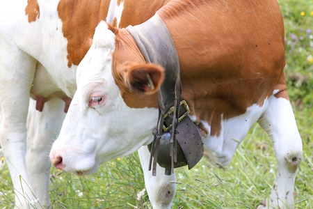 Regarding cow bells: why, and does it harm the cow? - Ali on