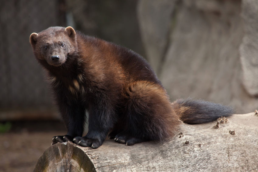 To Learn About Wolverines, Researchers Track Humans - Live View GPS ...