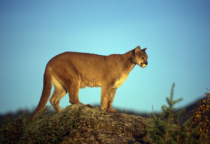 GPS Tracking Reveals Hungry Mountain Lions Hunt in Residential Area ...